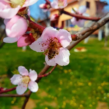 Kuca Za Odmor * Bacevac